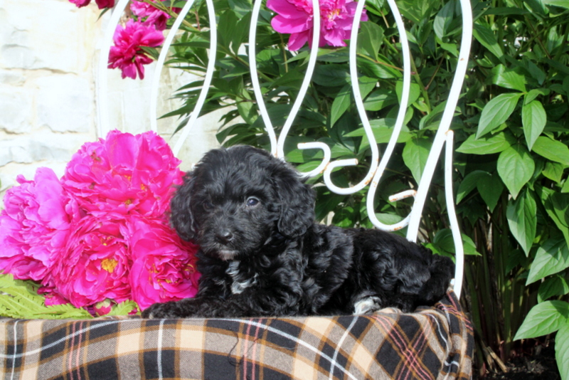 puppy, for, sale, Mini Bernedoodle, Matthew B. Stoltzfus, dog, breeder, Gap, PA, dog-breeder, puppy-for-sale, forsale, nearby, find, puppyfind, locator, puppylocator, aca